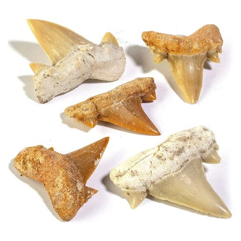 authentic shark tooth